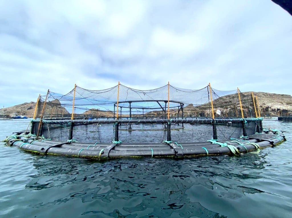 ES RECONOCIDO A NIVEL NACIONAL POTENCIAL ACUÍCOLA DE BAJA CALIFORNIA: SEPESCA